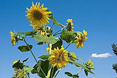 Toys For Bob有意接手开发《班卓熊大冒险》系列